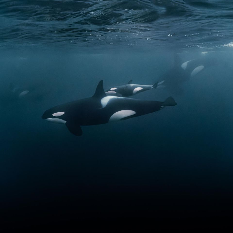 Orcas unter Wasser