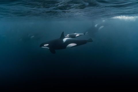 Orcas unter Wasser