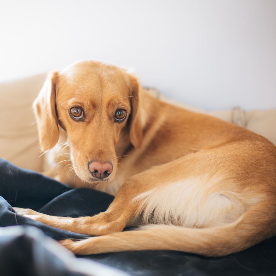 Hund mit Schmerzen schaut in die Kamera