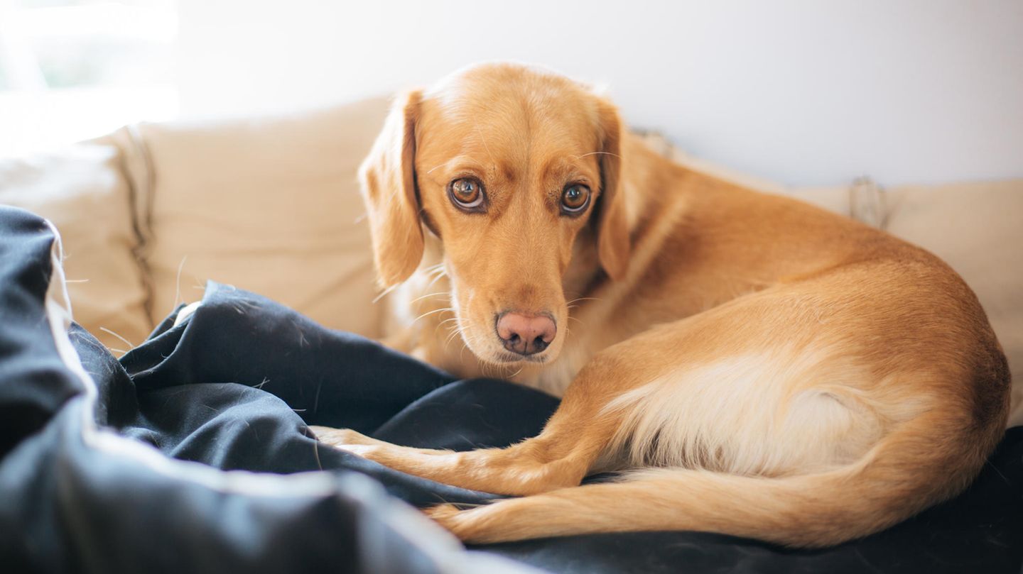 Hund mit Schmerzen schaut in die Kamera