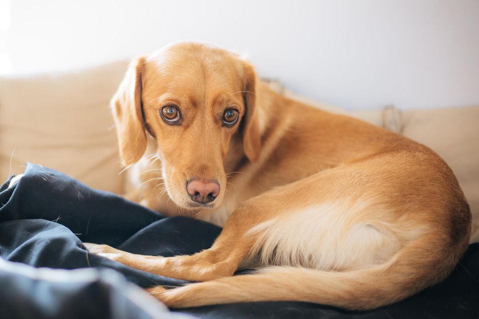 Hund mit Schmerzen schaut in die Kamera