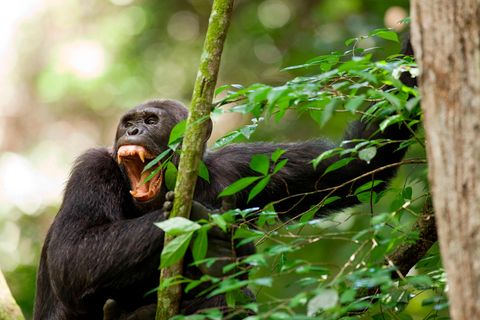 "Auch zu ihrer Natur gehört eine dunkle Seite", notiert die Primatenforscherin Jane Goodall, nachdem sie erstmals kriegsähnliche Handlungen unter Menschenaffen beobachtete