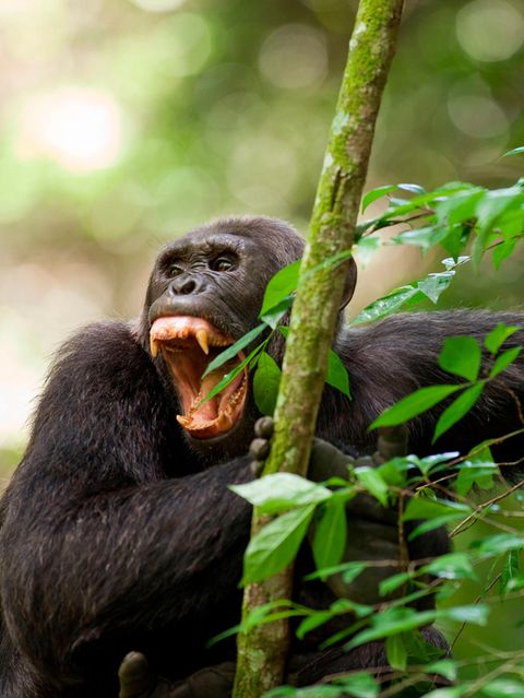 "Auch zu ihrer Natur gehört eine dunkle Seite", notiert die Primatenforscherin Jane Goodall, nachdem sie erstmals kriegsähnliche Handlungen unter Menschenaffen beobachtete