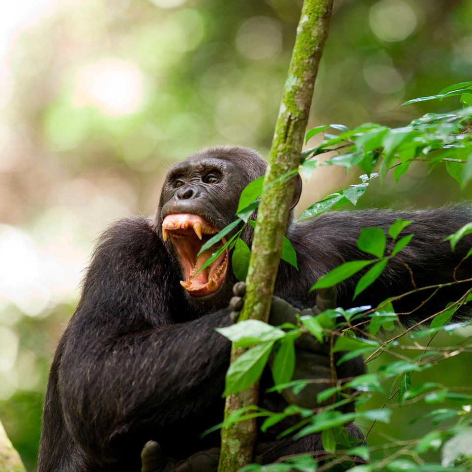 "Auch zu ihrer Natur gehört eine dunkle Seite", notiert die Primatenforscherin Jane Goodall, nachdem sie erstmals kriegsähnliche Handlungen unter Menschenaffen beobachtete