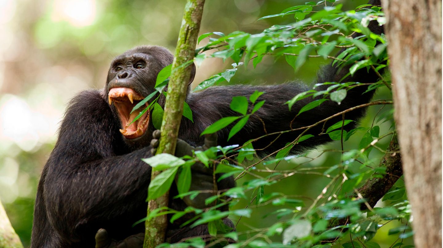 Verhaltensbiologie: "Auch zu ihrer Natur gehört eine dunkle Seite", notiert die Primatenforscherin Jane Goodall, nachdem sie erstmals kriegsähnliche Handlungen unter Menschenaffen beobachtete "Auch zu ihrer Natur gehört eine dunkle Seite", notiert die Primatenforscherin Jane Goodall, nachdem sie erstmals kriegsähnliche Handlungen unter Menschenaffen beobachtete
