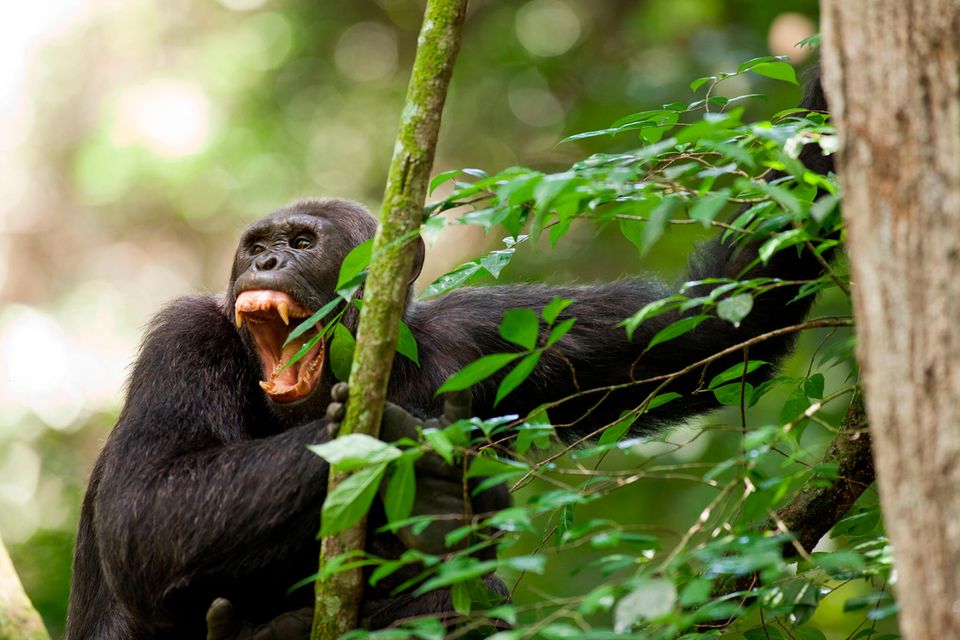 "Auch zu ihrer Natur gehört eine dunkle Seite", notiert die Primatenforscherin Jane Goodall, nachdem sie erstmals kriegsähnliche Handlungen unter Menschenaffen beobachtete