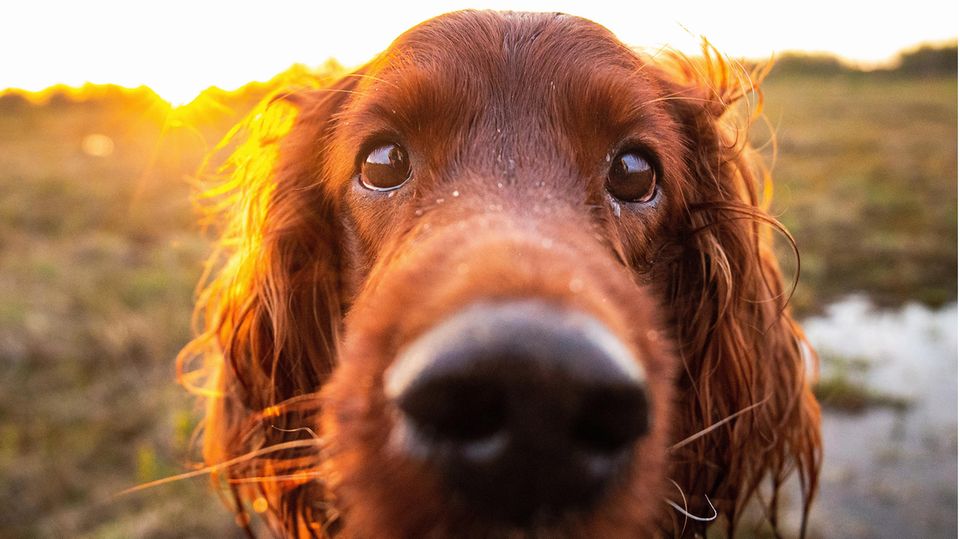 Hund starrt Menschen an Hund starrt Menschen an