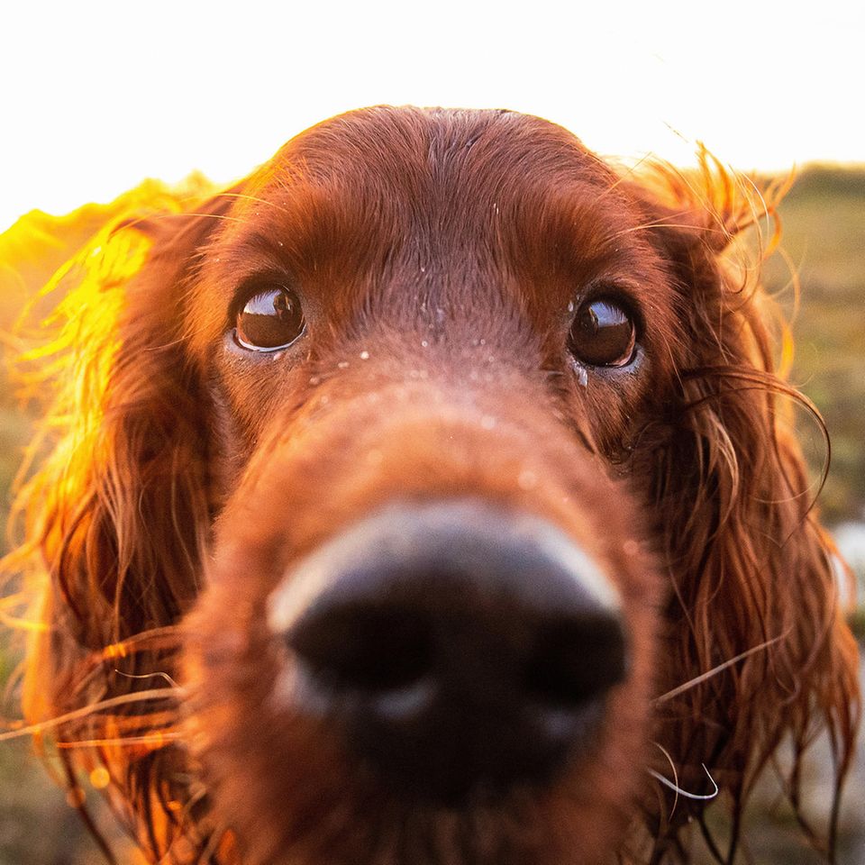 Hund starrt Menschen an