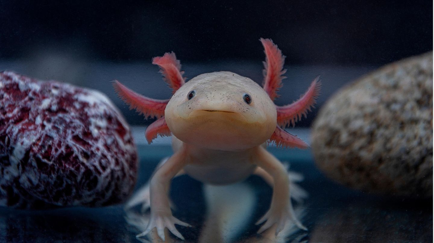 Axolotl blickt in die Kamera