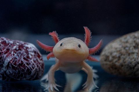 Axolotl blickt in die Kamera