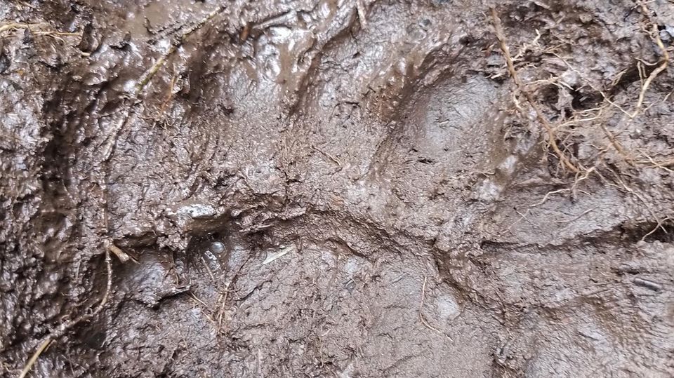 Ein Brillenbär hat in der Aufforstung von St. Alberto Spuren hinterlassen