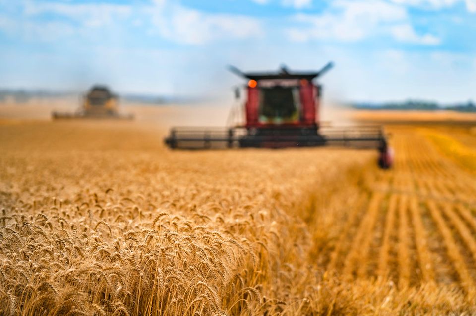 Auf 80 Prozent der weltweiten landwirtschaftlichen Nutzfläche wird Tierfutter angebaut. Das gefährdet die Ernährungssicherheit, kritisieren Expert*innen