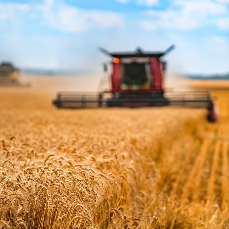 Auf 80 Prozent der weltweiten landwirtschaftlichen Nutzfläche wird Tierfutter angebaut. Das gefährdet die Ernährungssicherheit, kritisieren Expert*innen