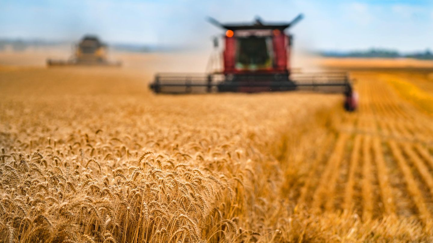 Auf 80 Prozent der weltweiten landwirtschaftlichen Nutzfläche wird Tierfutter angebaut. Das gefährdet die Ernährungssicherheit, kritisieren Expert*innen