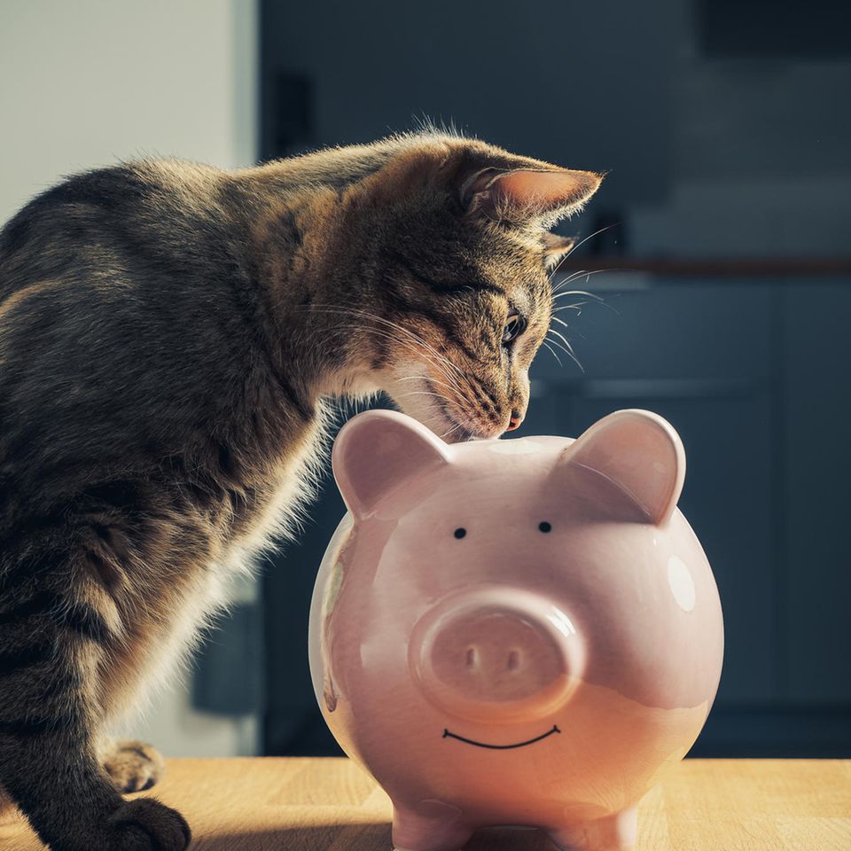 Eine Katze blickt in eine Spardose