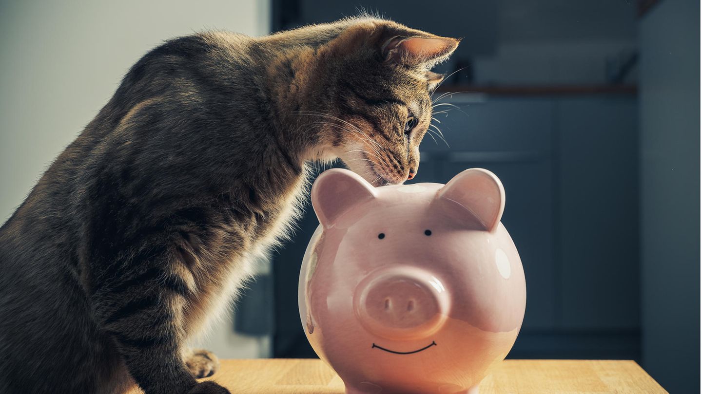 Eine Katze blickt in eine Spardose
