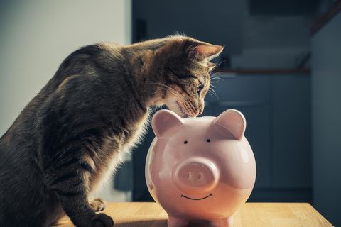 Eine Katze blickt in eine Spardose