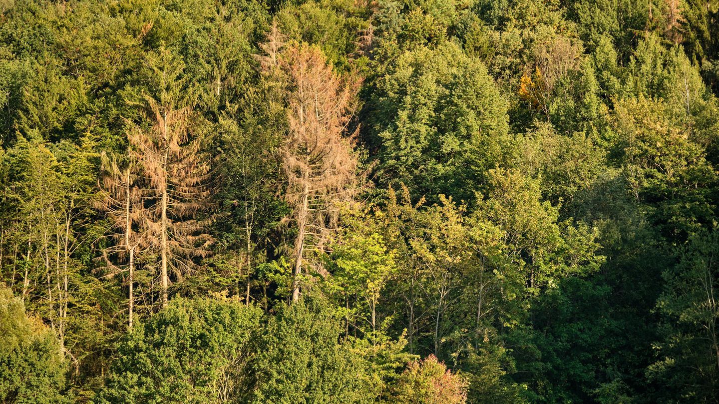 Kälteliebende Nadelbäume wie die Fichte haben es in trockenen und heißen Sommern besonders schwer