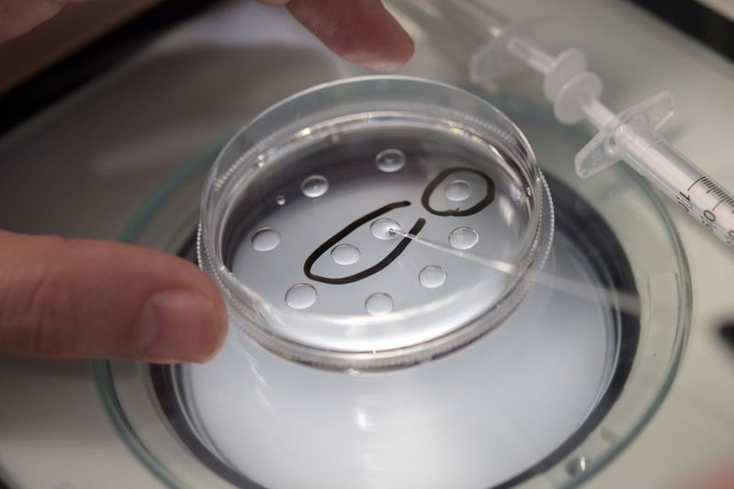 Eine Biologin in einer Kinderwunschpraxis präpariert Eizellen