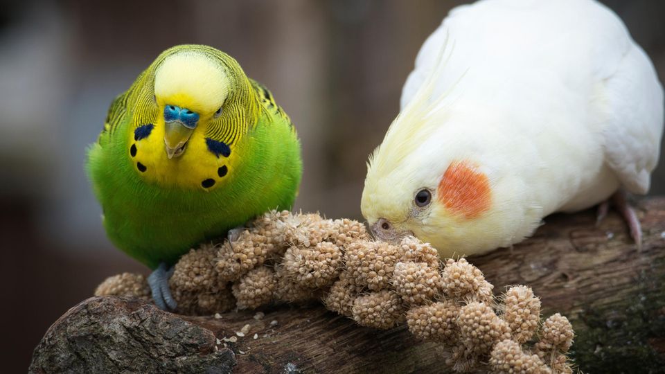 Zwei Wellensittiche bei der Fütterung Zwei Wellensittiche bei der Fütterung