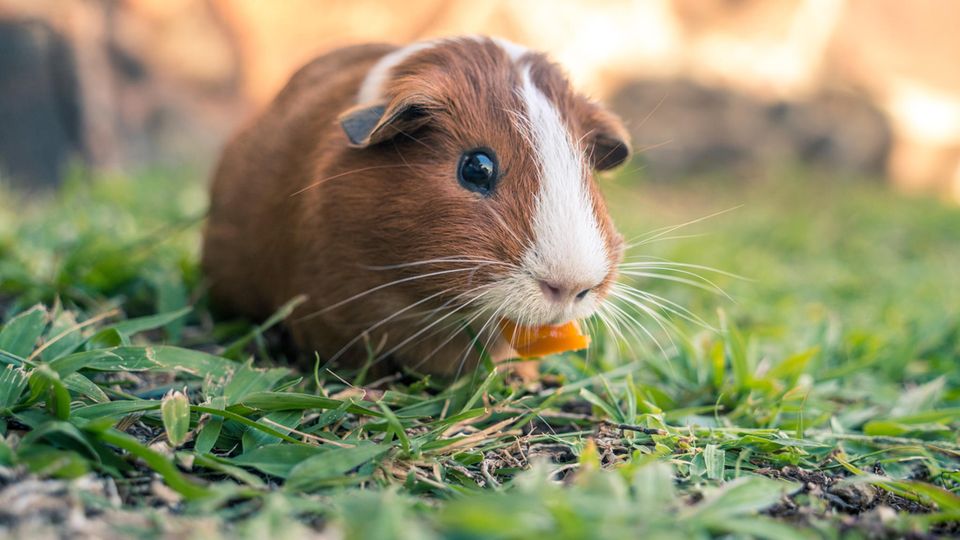 Meerschweinchen beim Fressen im Gras Meerschweinchen beim Fressen im Gras