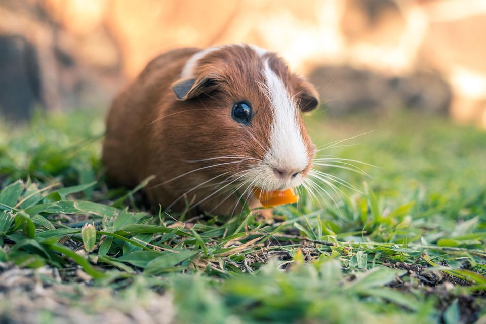 Meerschweinchen beim Fressen im Gras Meerschweinchen beim Fressen im Gras