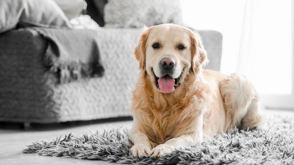 Golden Retriever zuhause auf dem Teppich Golden Retriever zuhause auf dem Teppich