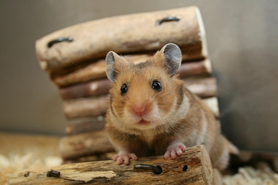 Kleiner Hamster im Gehege