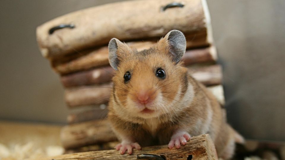 Kleiner Hamster im Gehege Kleiner Hamster im Gehege