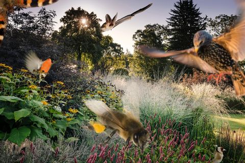 Wichtige Biotope: Forschende aus Zürich entdeckten mehr als 2100 verschiedene Tier- und Pflanzenarten in den Gärten der Stadt
