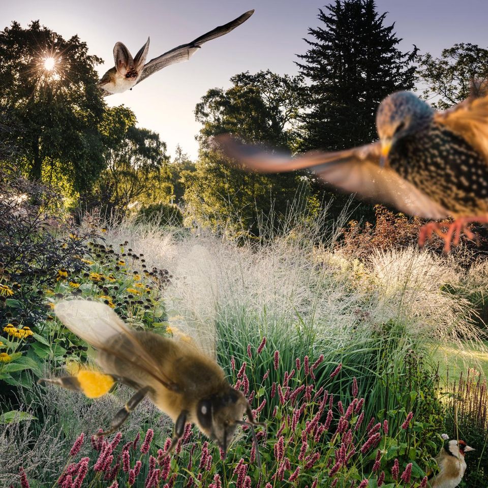 Wichtige Biotope: Forschende aus Zürich entdeckten mehr als 2100 verschiedene Tier- und Pflanzenarten in den Gärten der Stadt