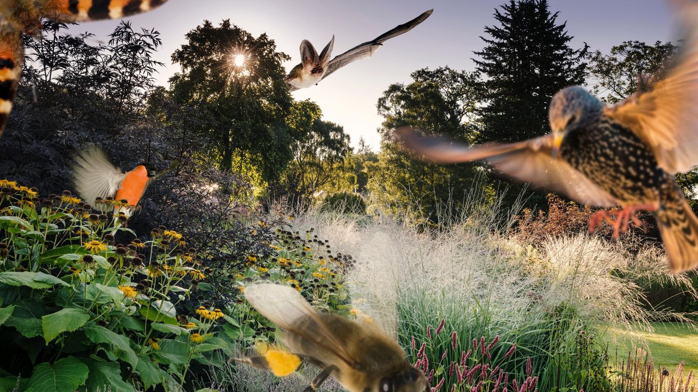 Wichtige Biotope: Forschende aus Zürich entdeckten mehr als 2100 verschiedene Tier- und Pflanzenarten in den Gärten der Stadt