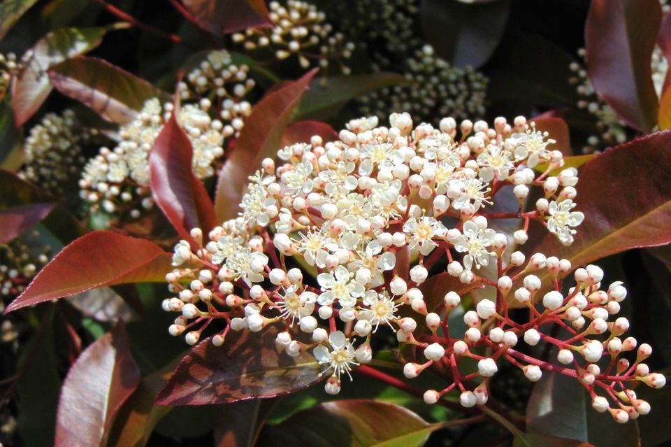 Immergrüne Sträucher: Glanzmispel mit roten Blättern und hellen Blüten