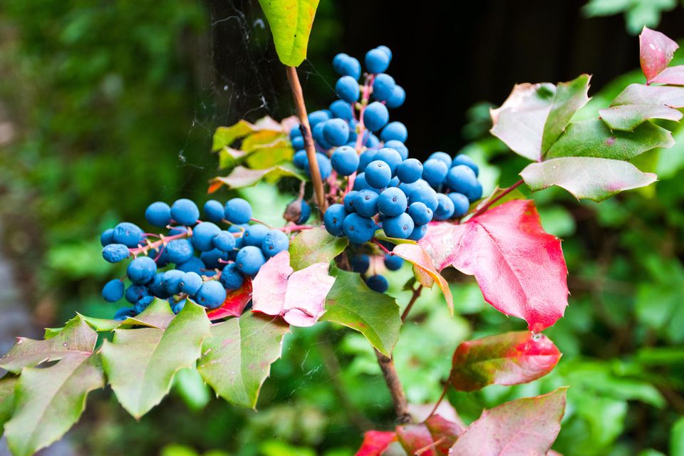 Immergrüne Sträucher: Die Mahonie mit dunkelblauen Beeren