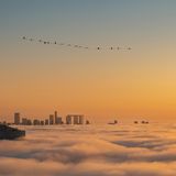 Flamingos über Abu Dhabi