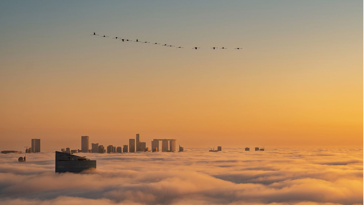 Flamingos über Abu Dhabi