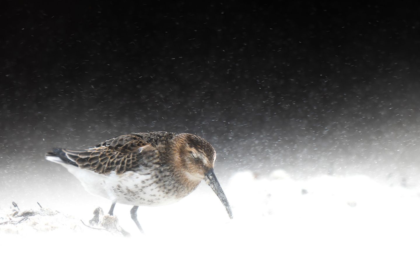 Zum Abheben: Die Besten Vogelfotos Des Jahres - [GEO]