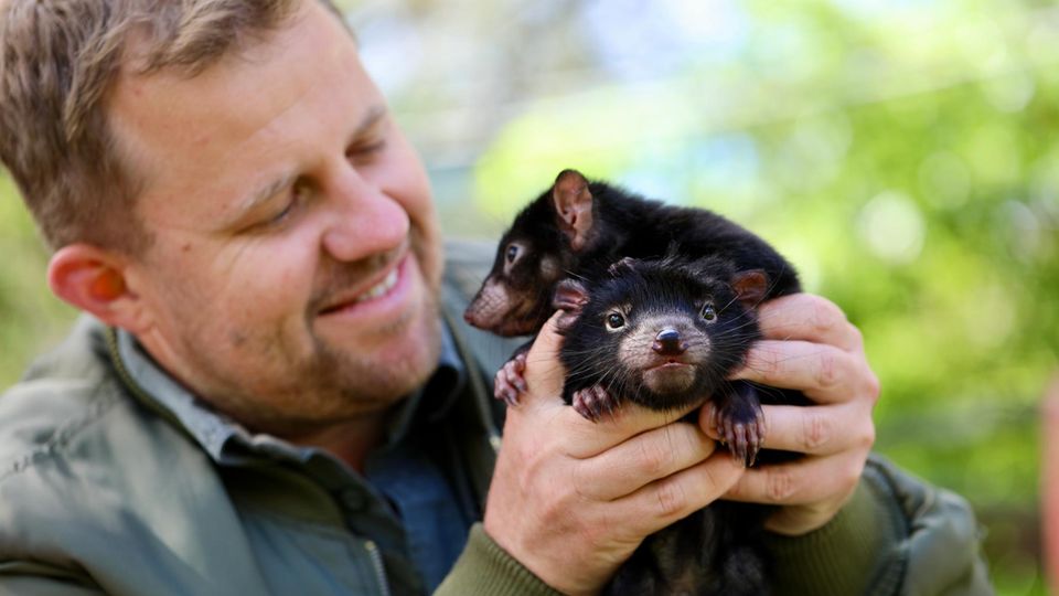 Tierpfleger Billy Collett hält die beiden Tasmanischen Teufel in der Hand