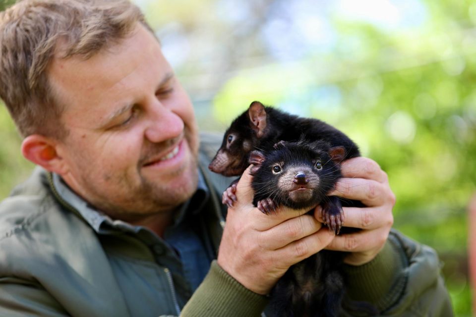 Tierpfleger Billy Collett hält die beiden Tasmanischen Teufel in der Hand Tierpfleger Billy Collett hält die beiden Tasmanischen Teufel in der Hand