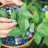 Eine Person pflückt Blaubeeren