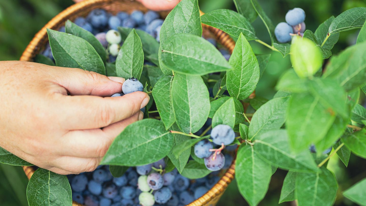 Eine Person pflückt Blaubeeren