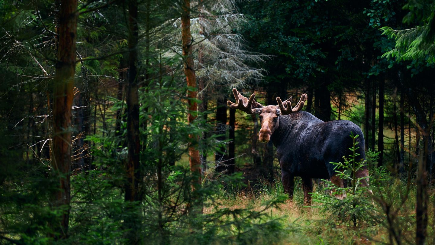 Ein Elch steht in einem Wald