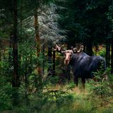 Ein Elch steht in einem Wald