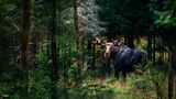 Ein Elch steht in einem Wald