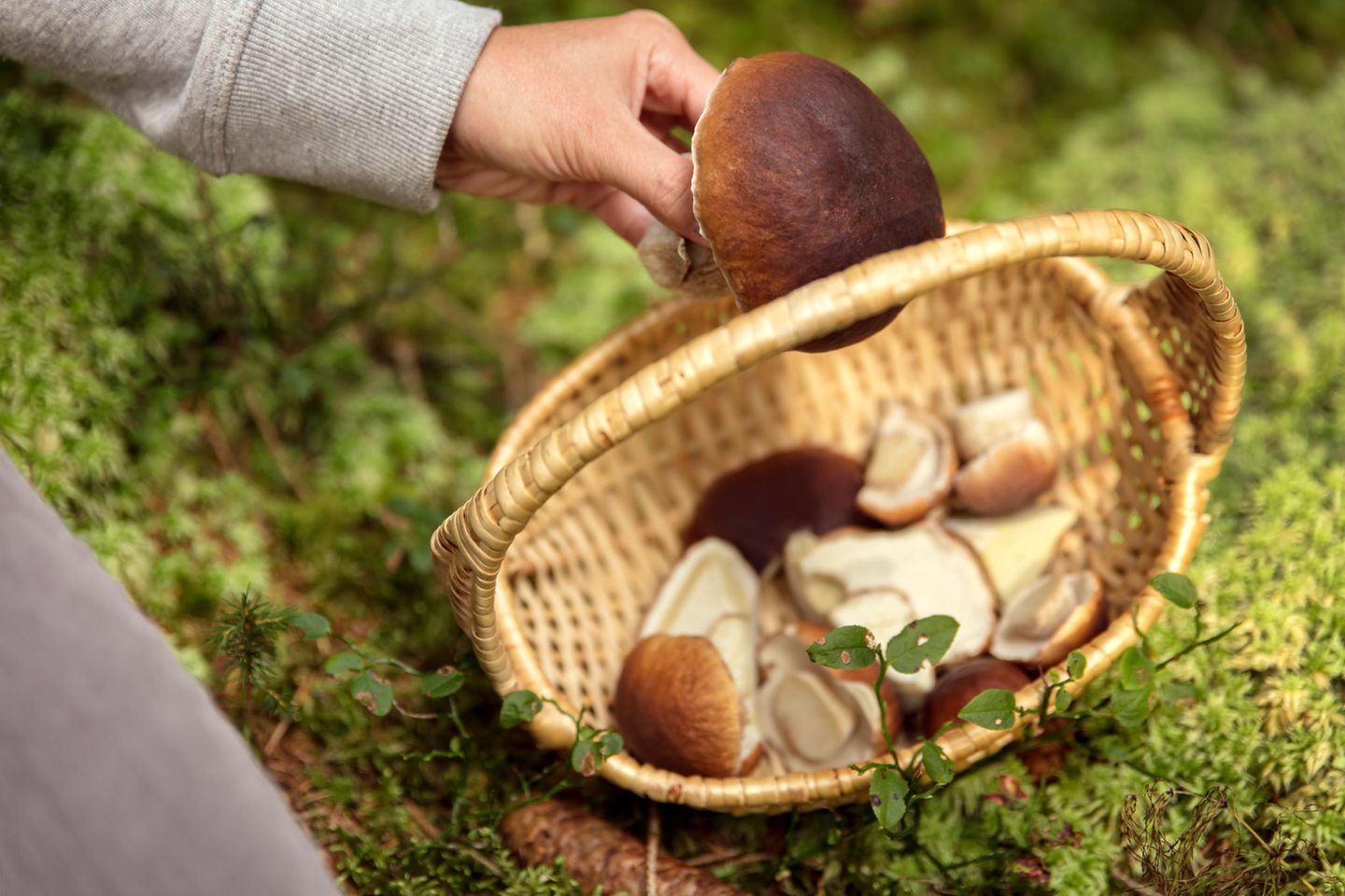 In die Pilze Eine Person legt einen großen Steinpilz in einen Korb