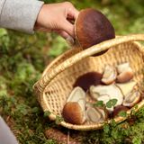 Eine Person legt einen großen Steinpilz in einen Korb