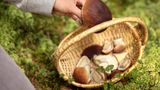 Eine Person legt einen großen Steinpilz in einen Korb