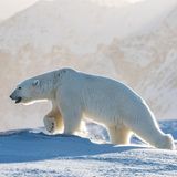 Arktis, Eisbär in Spitzbergen