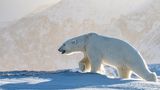 Arktis, Eisbär in Spitzbergen