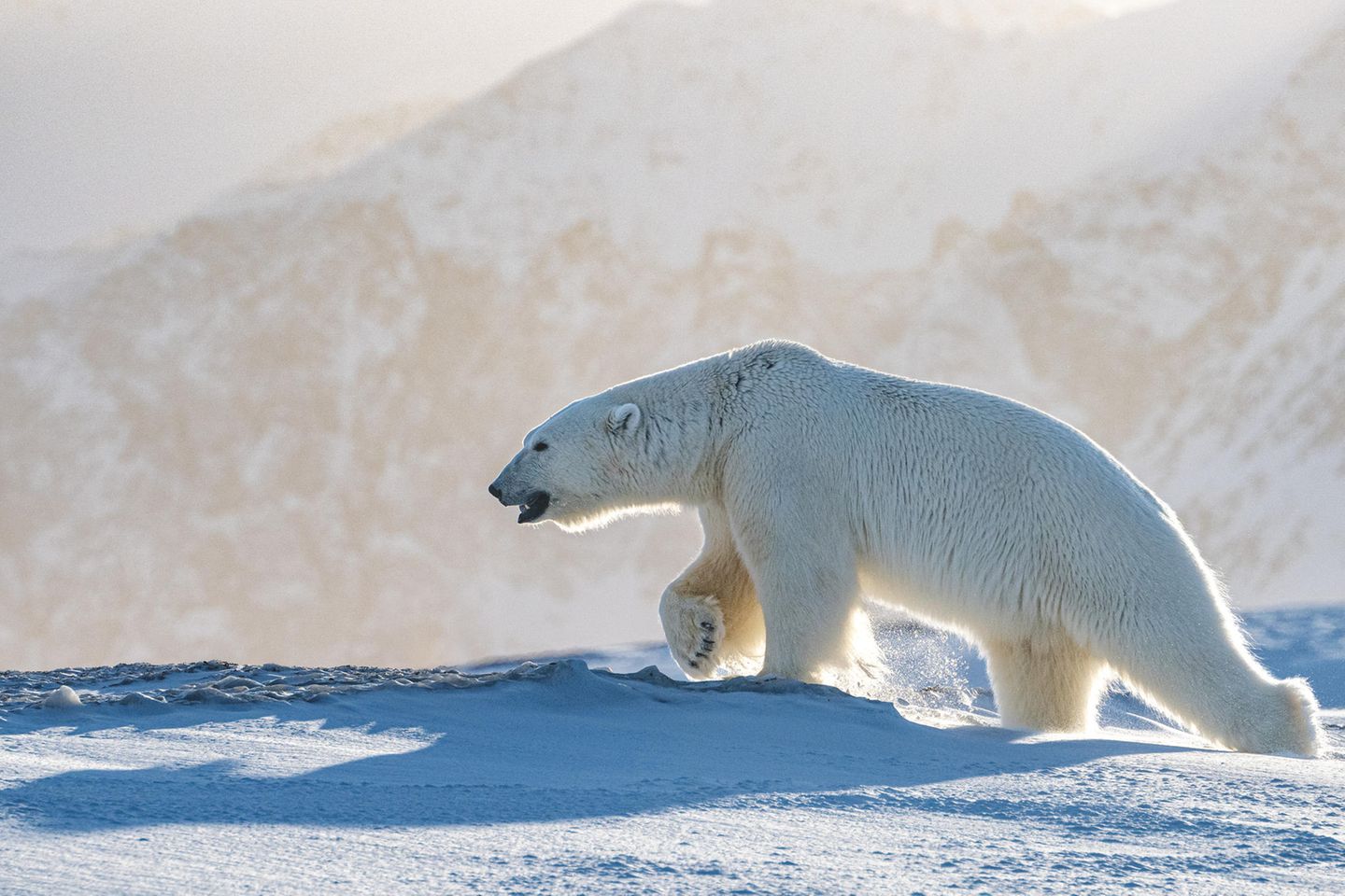 Arktis, Eisbär in Spitzbergen Arktis, Eisbär in Spitzbergen